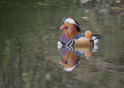 Mandarin