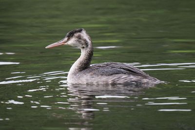 Great Crested Grebe