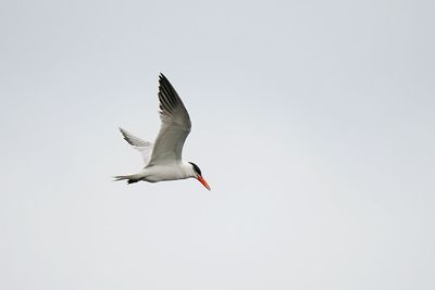Caspian Tern
