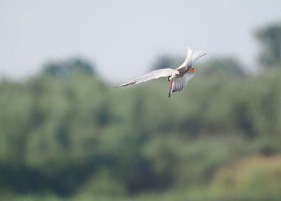 Common Tern