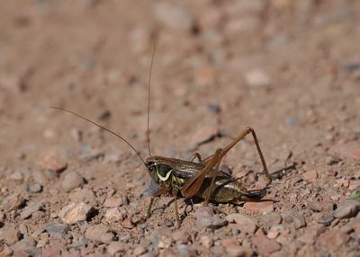 Roesel's Bush Cricket