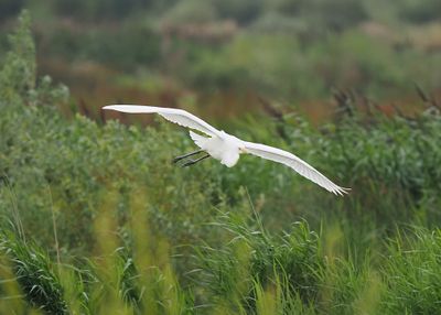Great White Egret