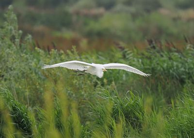 Great White Egret