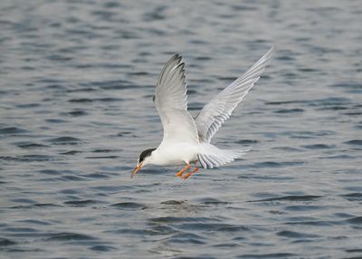 Common Tern