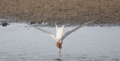 Common Tern