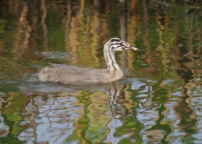 Great Crested Grebe