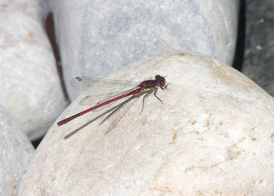 Large Red Damselfly
