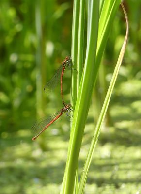 Large Red Damselfly