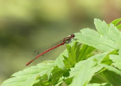 Large Red Damselfly