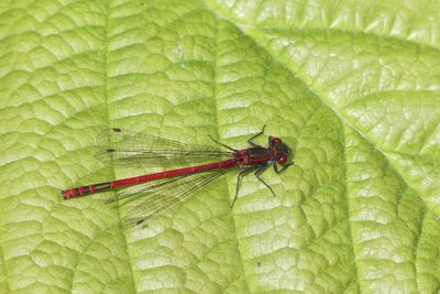 Large Red Damselfly