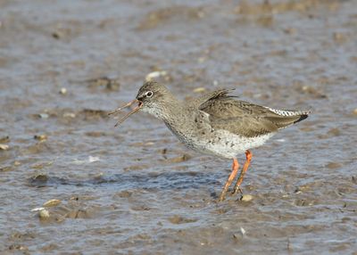 Redshank