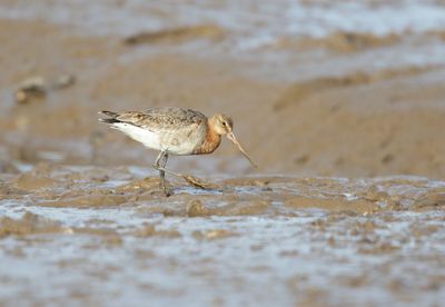Black-tailed Godwit