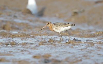 Black-tailed Godwit