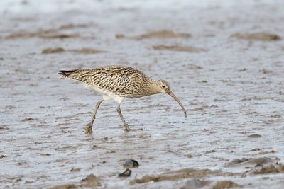 Curlew
