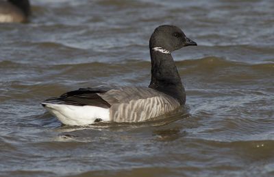 Brent Goose