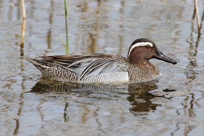 Garganey