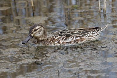Garganey