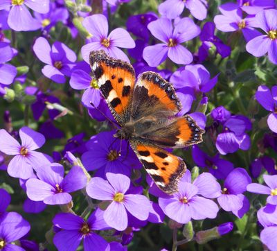 Small Tortoiseshell
