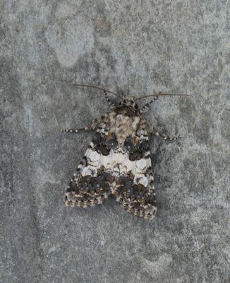 Varied Coronet