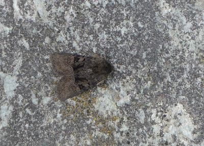 (Tawny) Marbled Minor