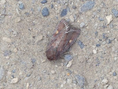 Bright-line Brown-eye