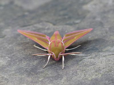 Elephant Hawk Moth