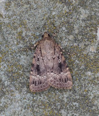 Copper Underwing