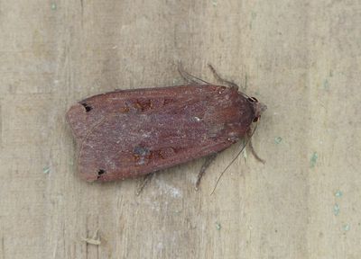 Large Yellow Underwing