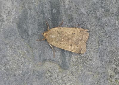 Lesser Yellow Underwing