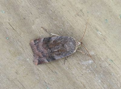 Lesser Broad-bordered Yellow Underwing