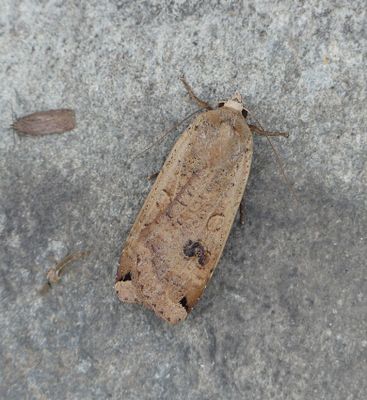 Large Yellow Underwing
