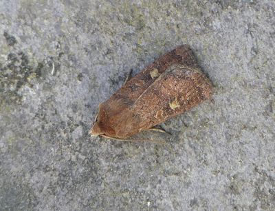 Square-spot Rustic
