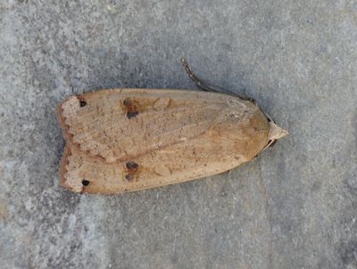 Large Yellow Underwing
