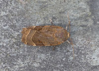 Broad-bordered Yellow Underwing