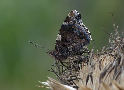 Red Admiral