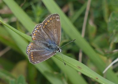 Common Blue (F)
