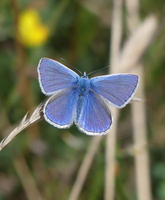 Common Blue (M)