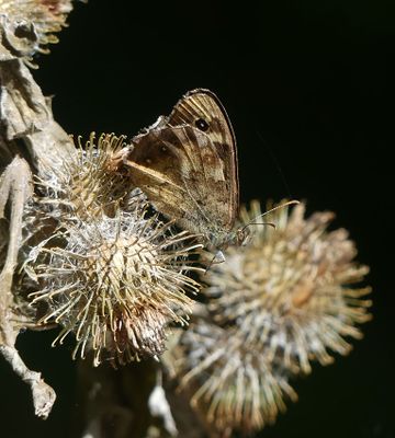 Speckled Wood