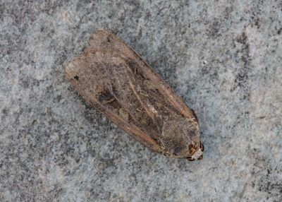 Large Yellow Underwing