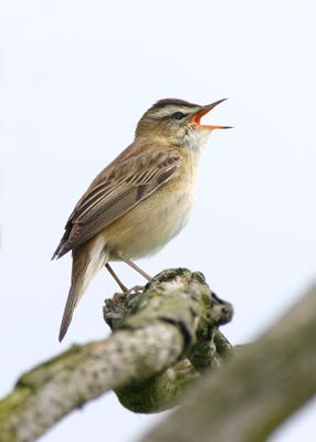Sedge Warbler