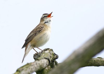 Warbler, Sedge