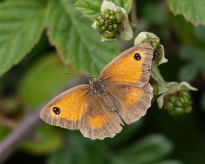 Gatekeeper