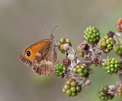 Gatekeeper