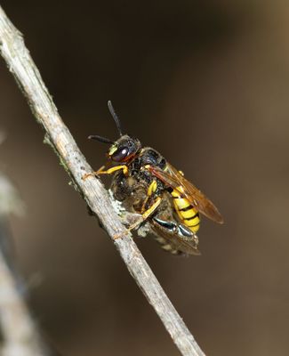 Bee-wolf