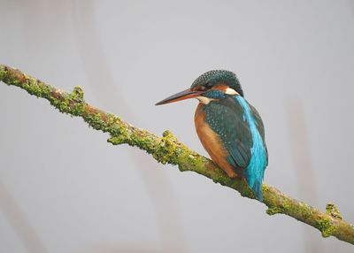 Kingfisher