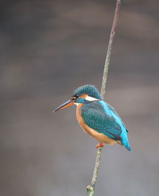Kingfisher
