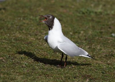 Black-headed Gull