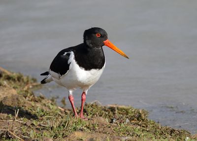 Oystercatcher