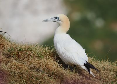 Gannet