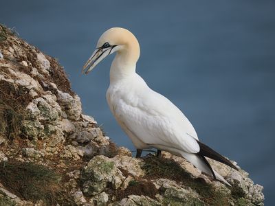 Gannet